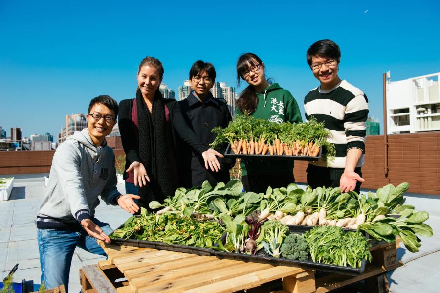 HKU 2013 Winter Harvest