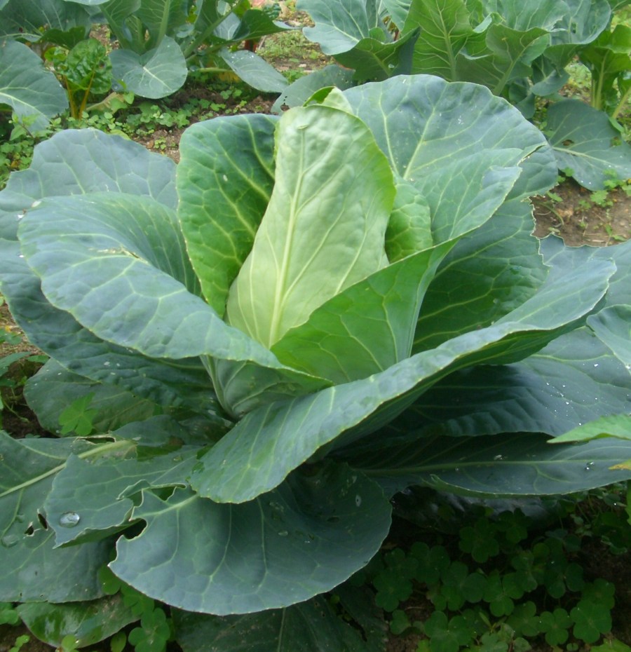 Cabbage