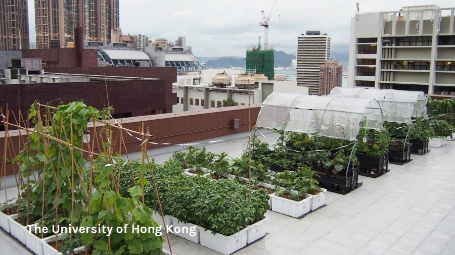 Rooftop farm at HKU