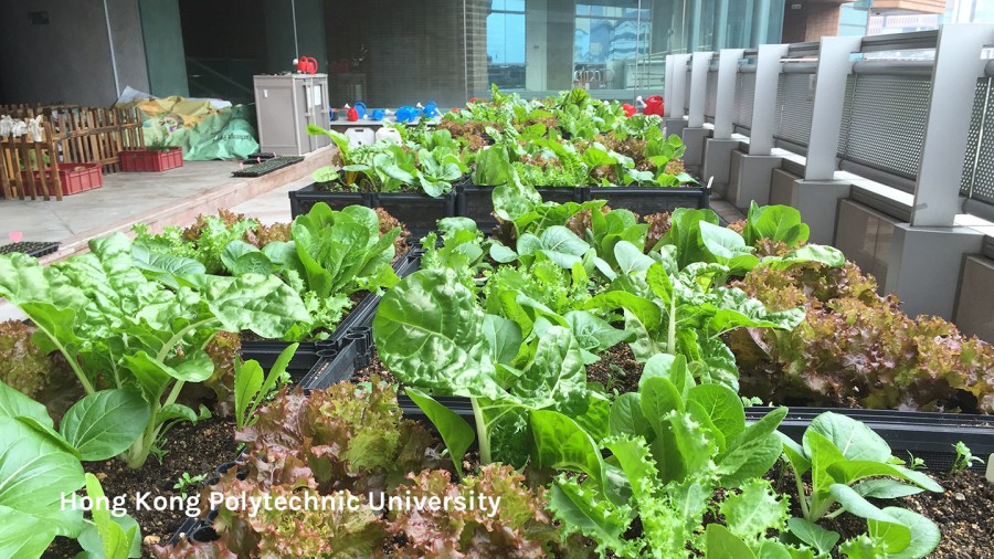 Urban farm at PolyU