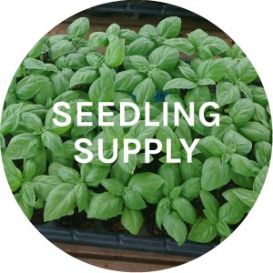 Seedling Supply