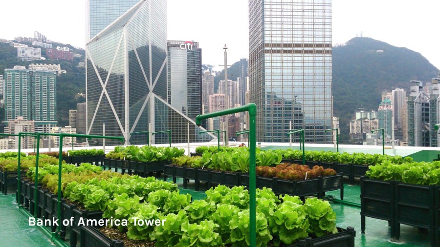 Rooftop farm at Bank of America Tower