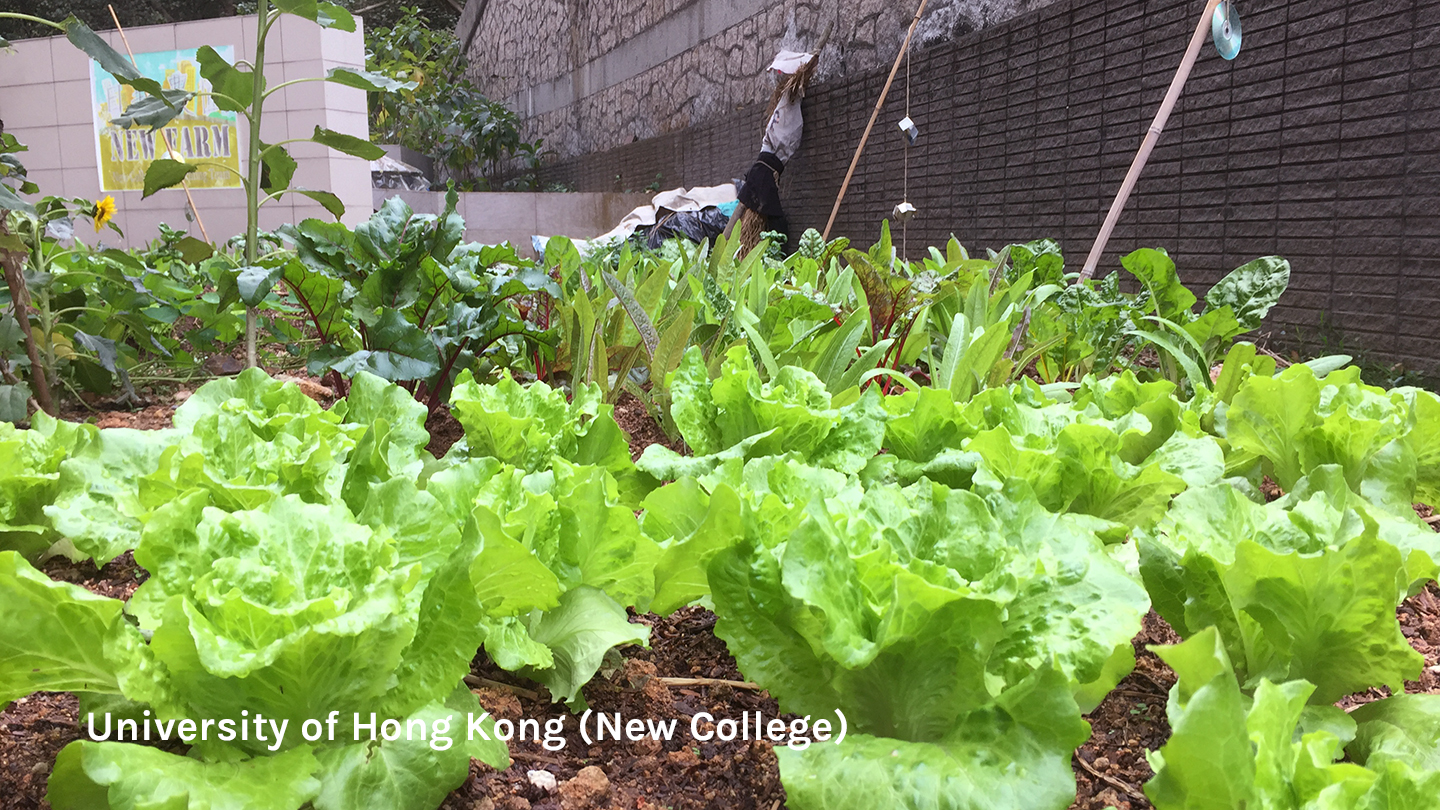 Urban farm at the University of Hong Kong (New College)