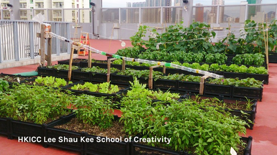 Rooftop farm at HKICC Lee Shau Kee School of Creativity