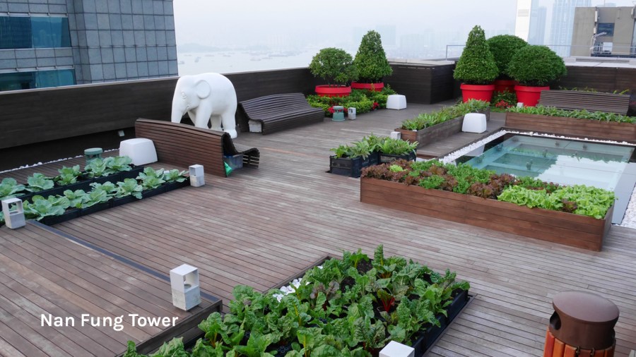 Roofotp farm at Nan Fung Tower